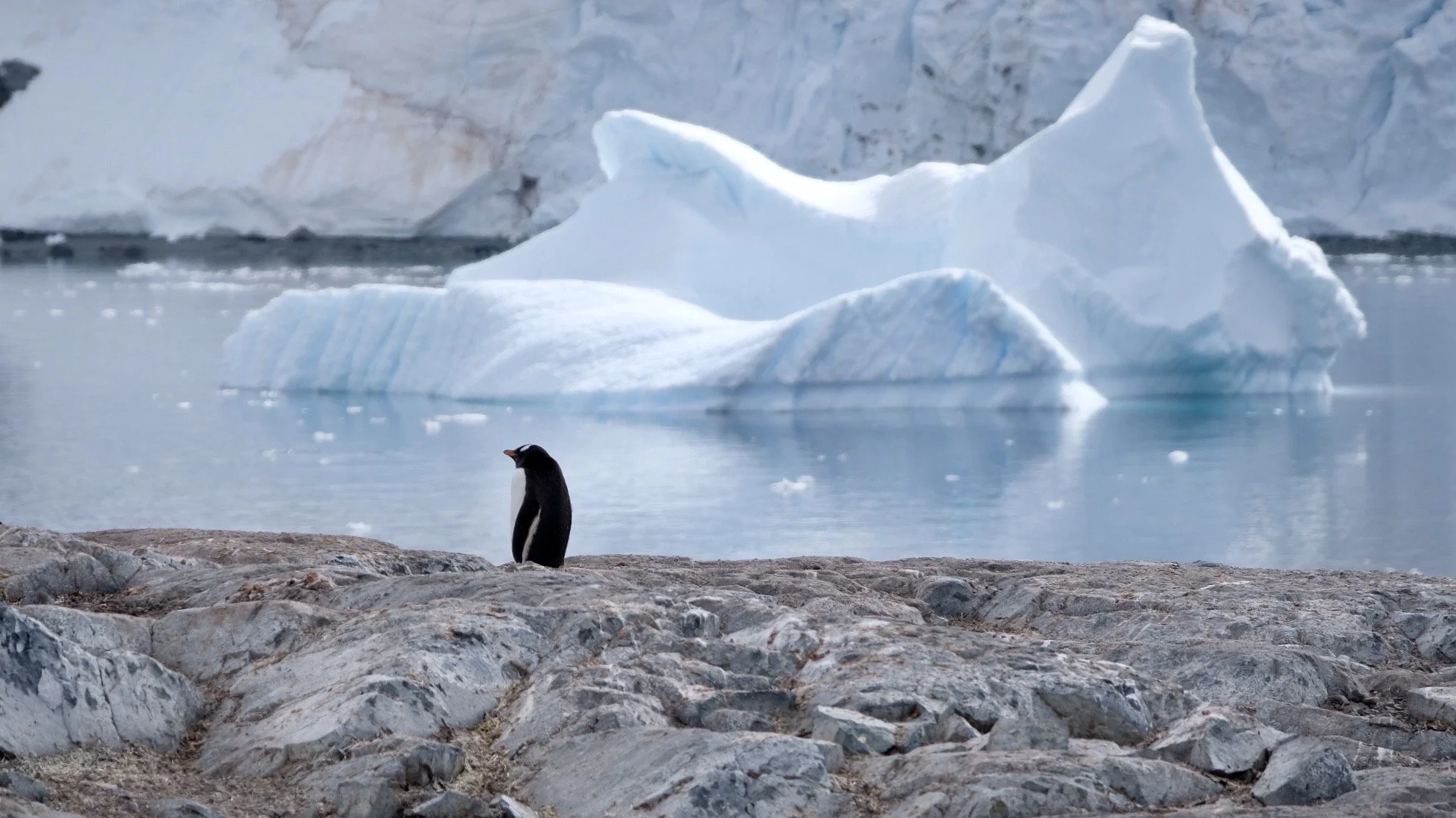 Gentoo Penguins, Antarctica, January 2018