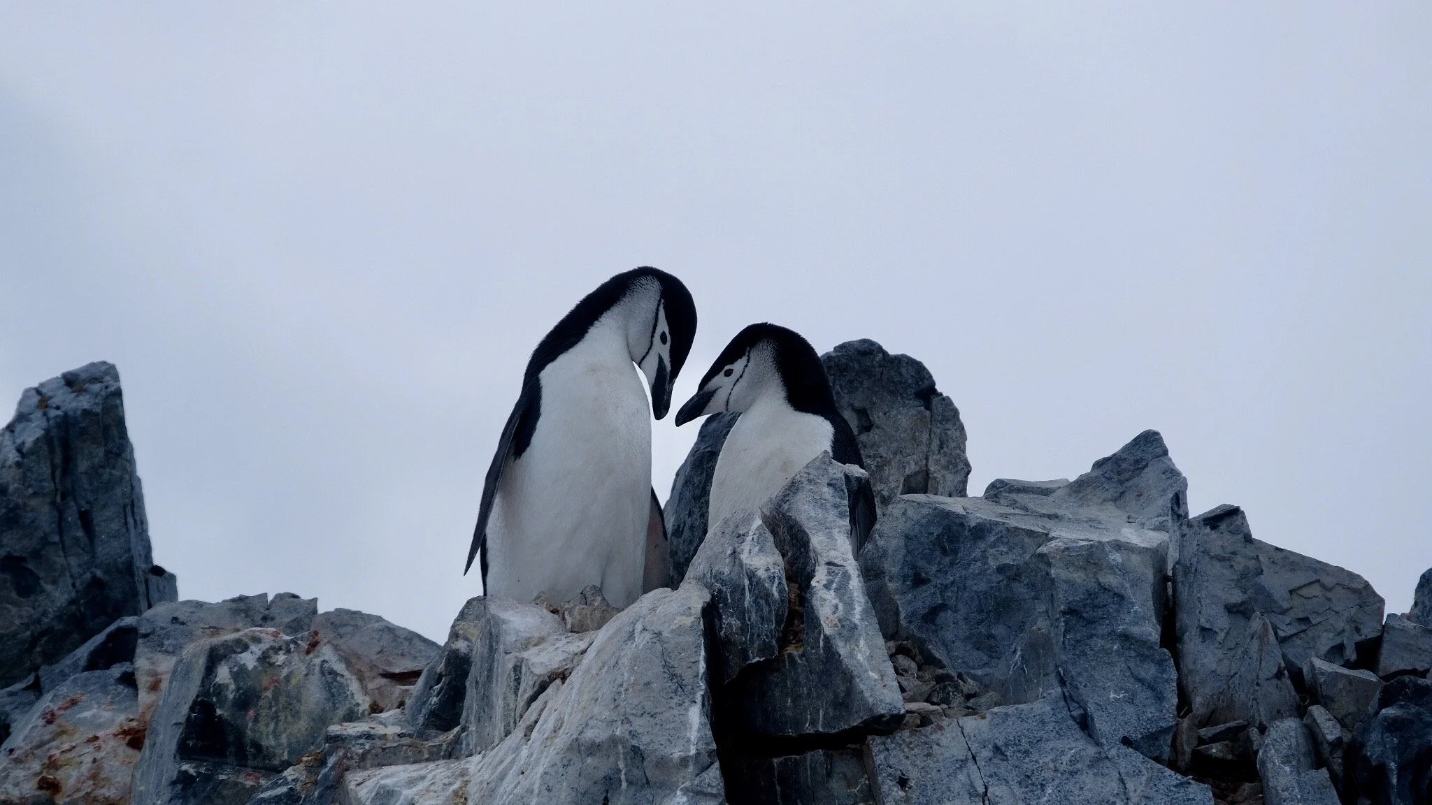 Chinstrap Penguins, Antarctica, January 2018