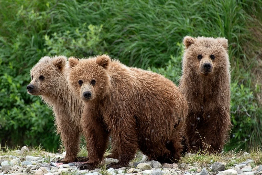  Three brown bear cubs on a rocky creek with green vegetation in the background watch their mama hunt for fish.