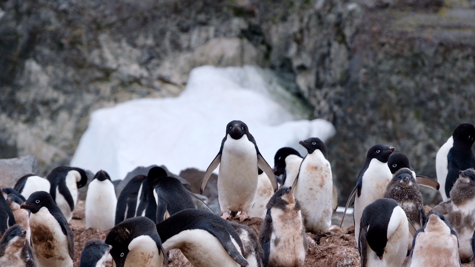 Adelie Penguins, Antarctica, January 2018