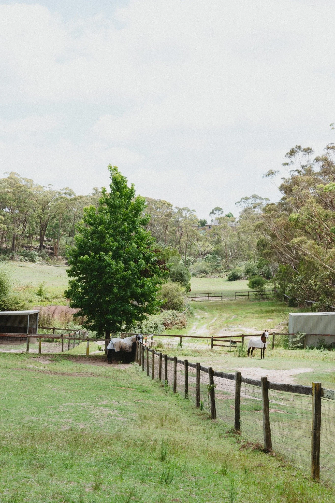 horse agistment Sydney private paddocks