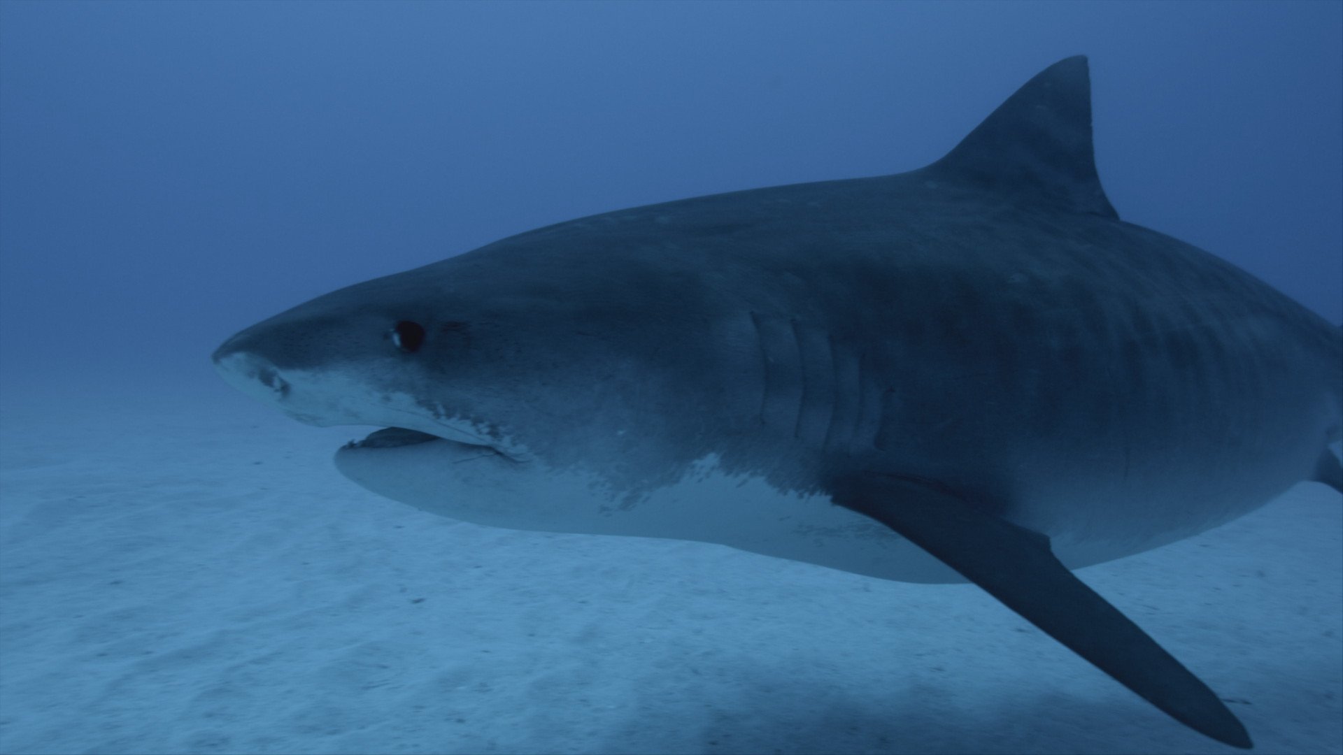 SHARKFEST