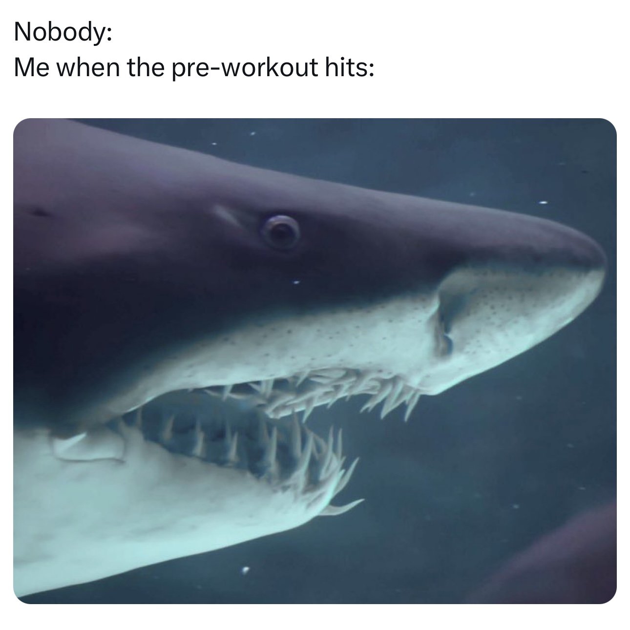 NG-Sharkfest-MemeAttack-Meme9-1x1-071824-SOCIAL DELIVERY.jpg