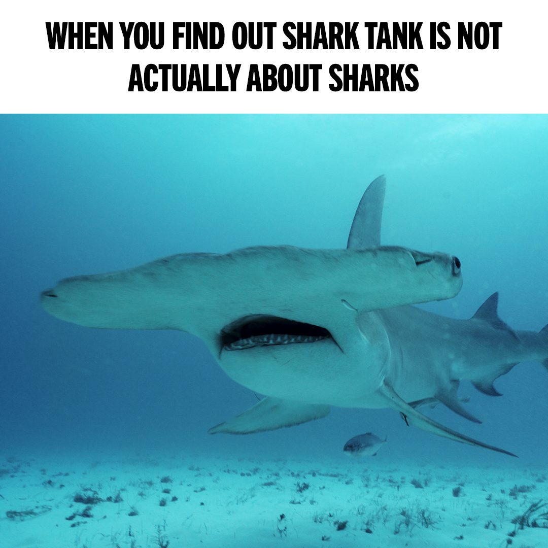 NG-Sharkfest-MemeAttack-Meme4-1x1-071824-SOCIAL DELIVERY.png