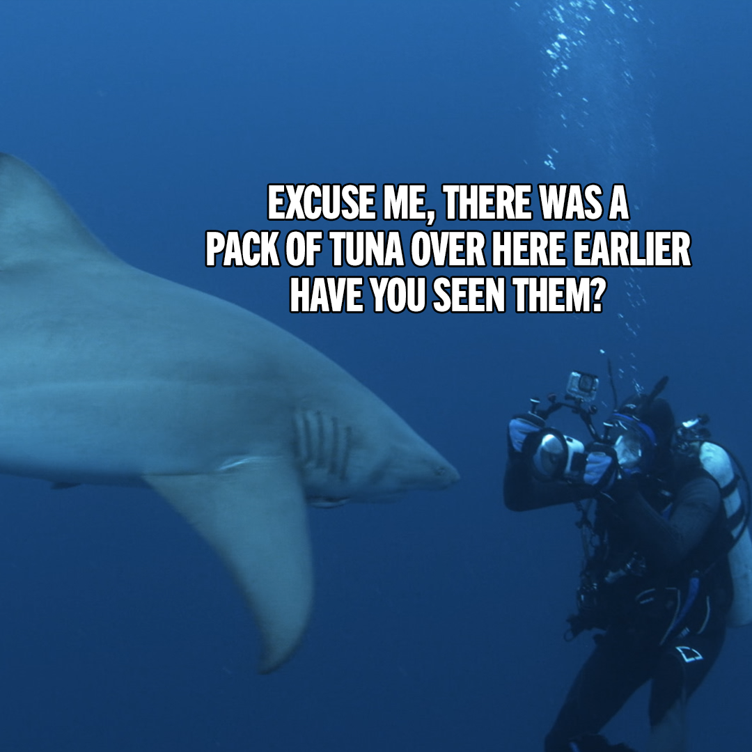 NG-Sharkfest-MemeAttack-Meme7-1x1-071824-SOCIAL DELIVERY.png