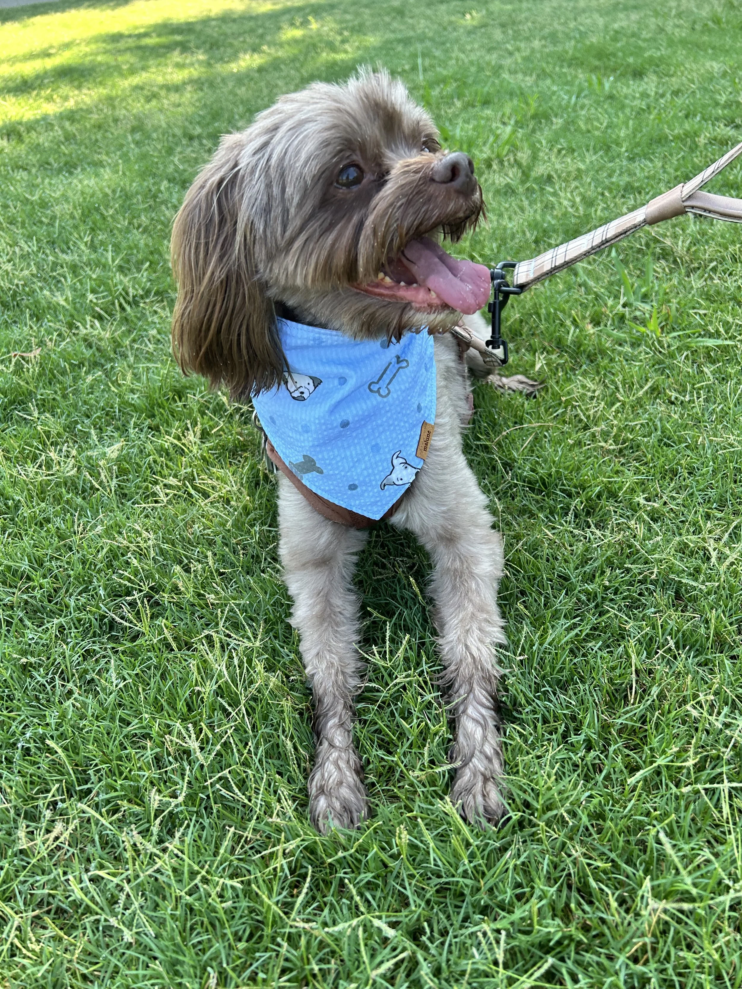 Dog with blue bandana.
