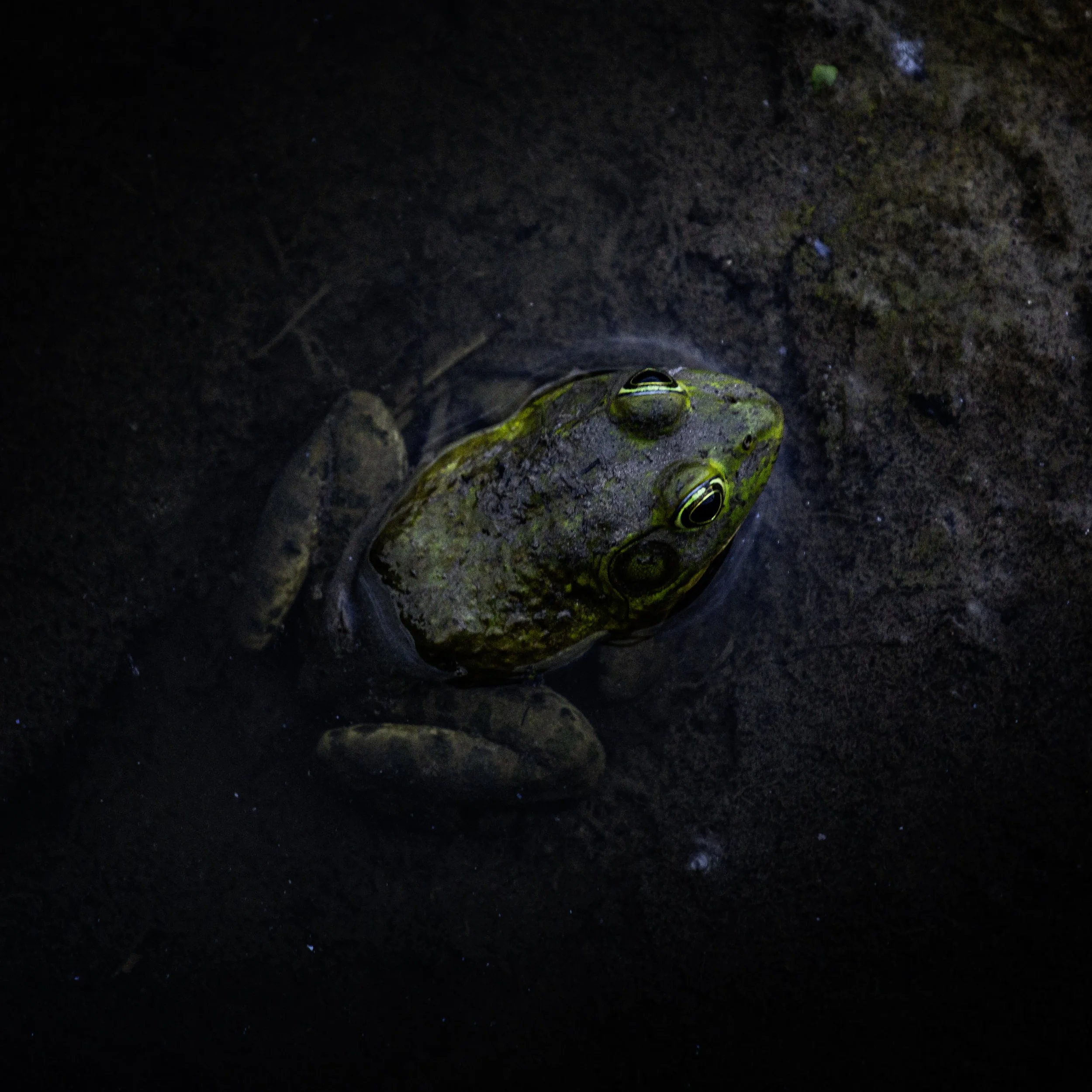 _MG_3742.jpg