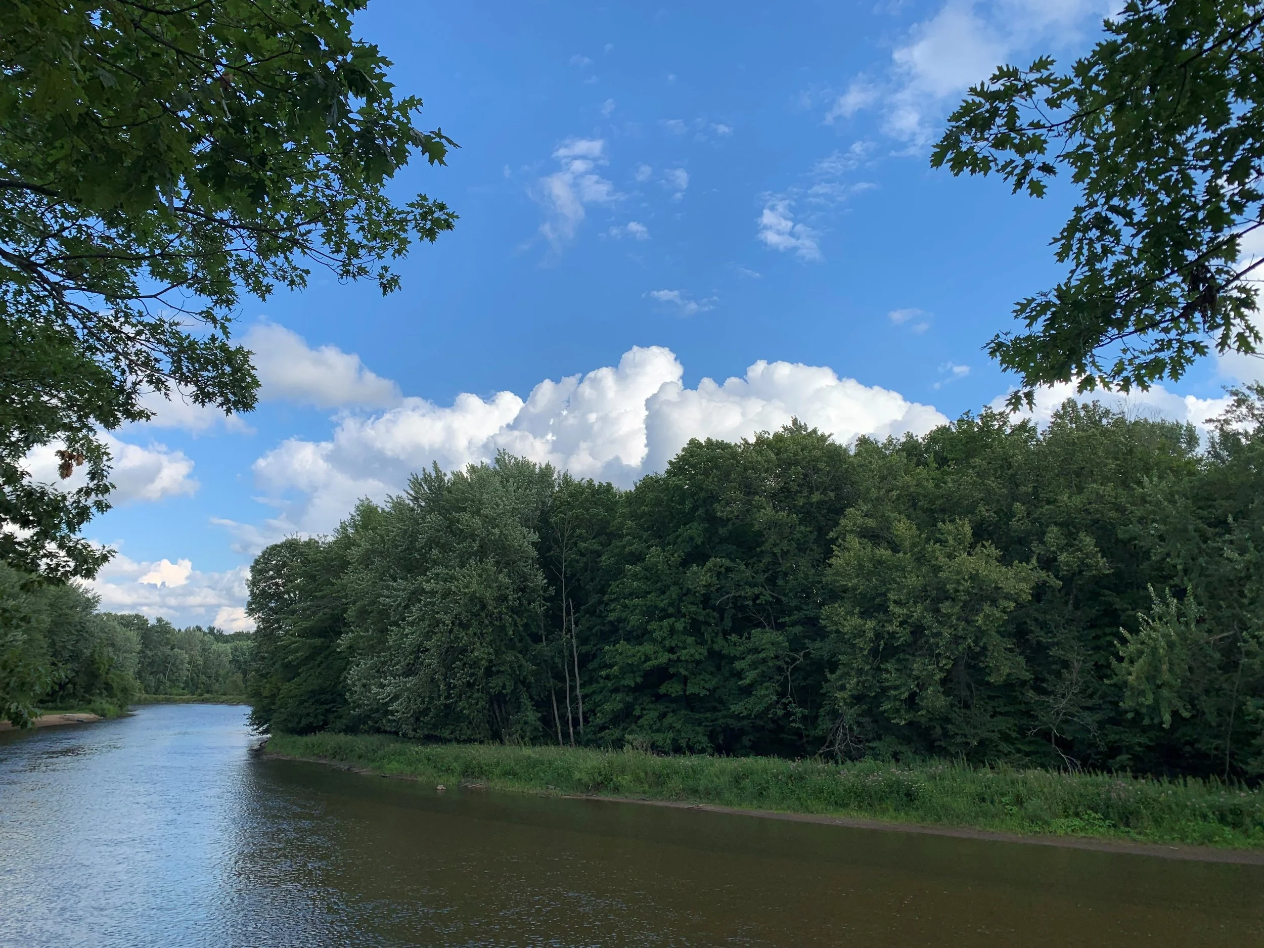 River surrounded by lush green trees and blue sky with clouds