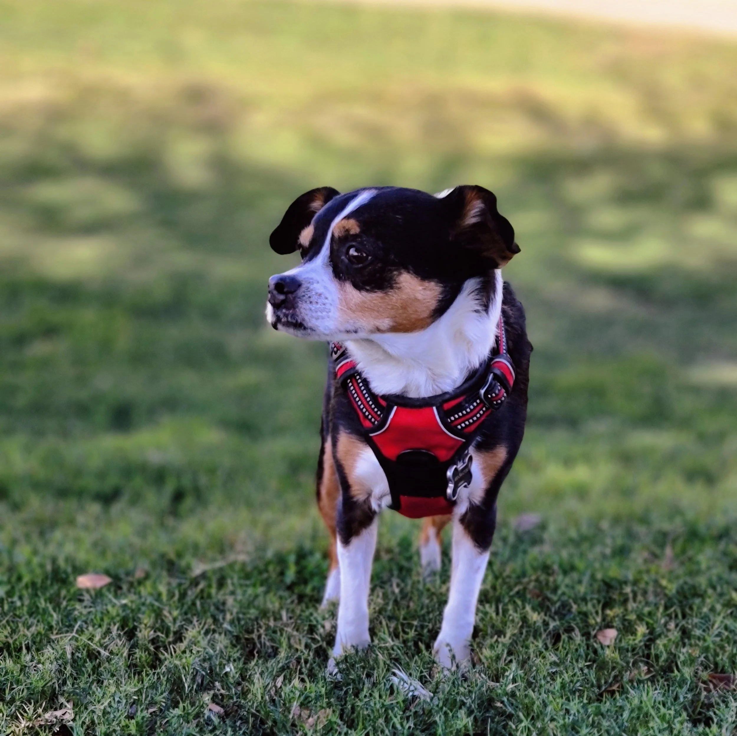 Cold Laser Therapy Near Me: A Non-Invasive Solution for Pain and Healing in Gilbert, AZ