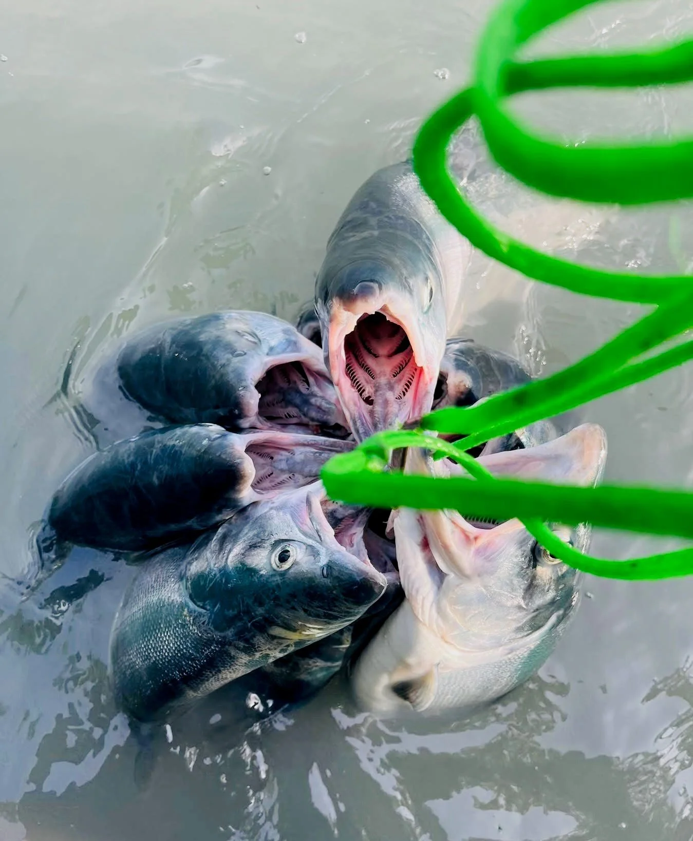 Salmon-Guide-Kenai River.jpg