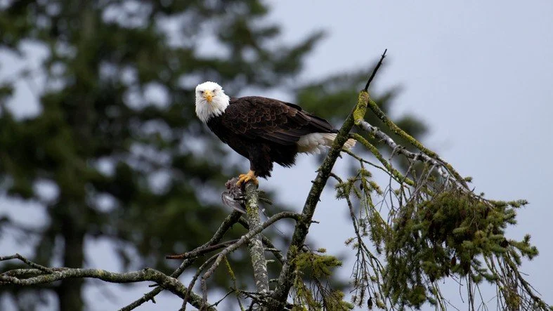 Bald Eagle.jpg