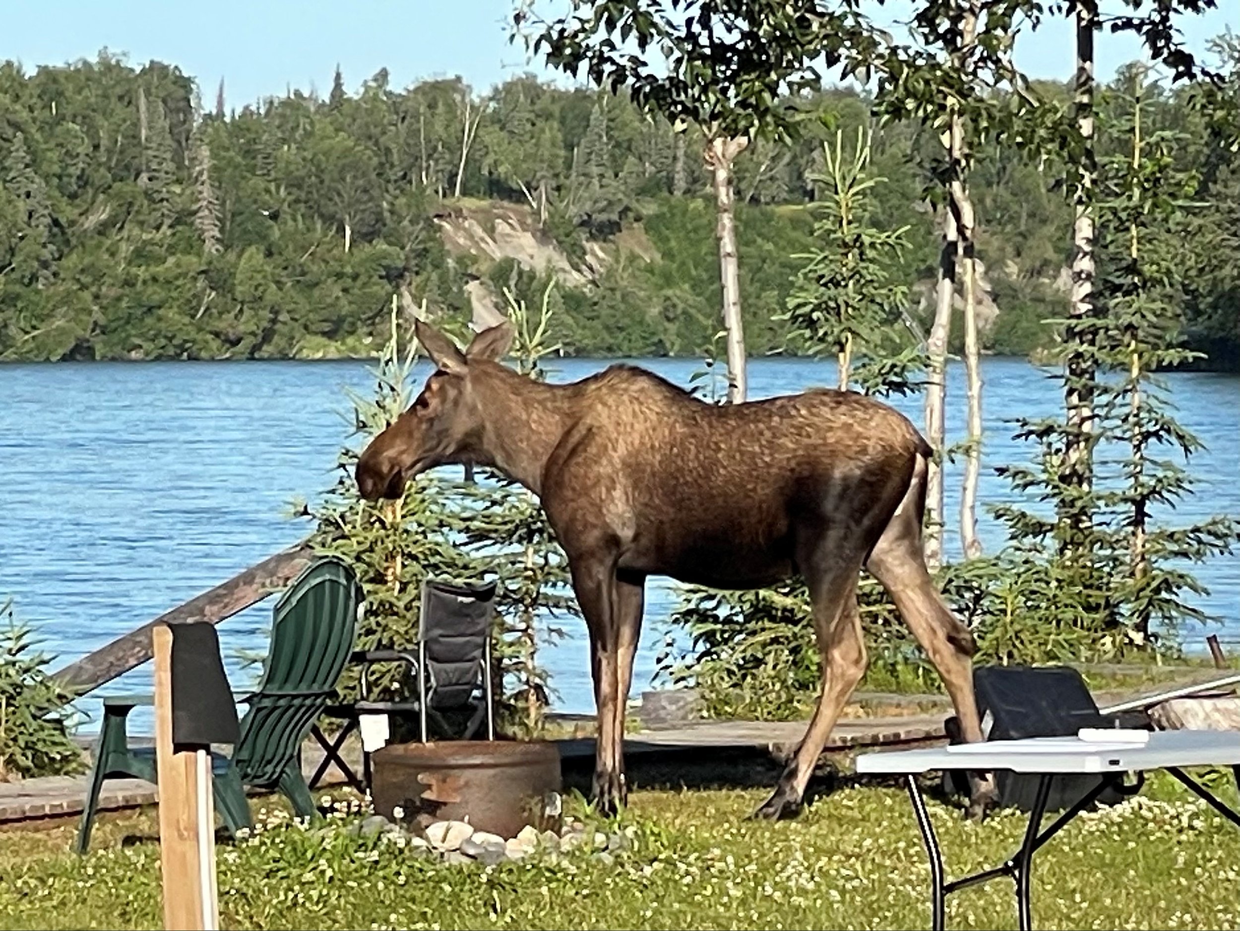 Moose_enhanced.jpg