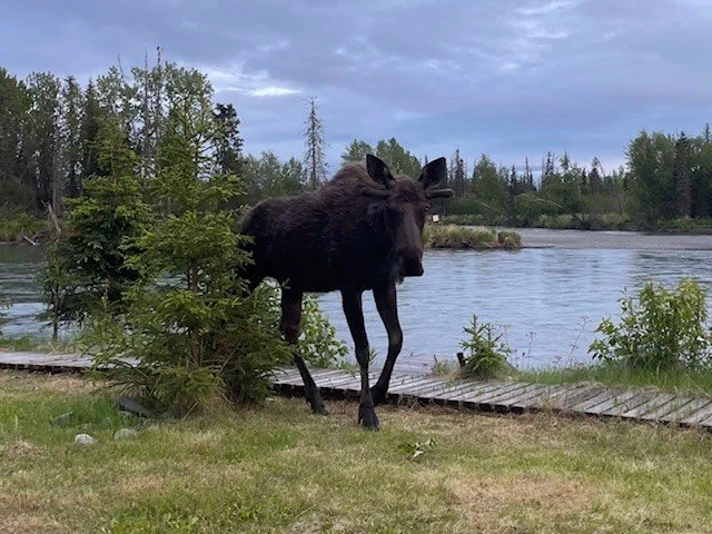 Moose at Dusk.jpg