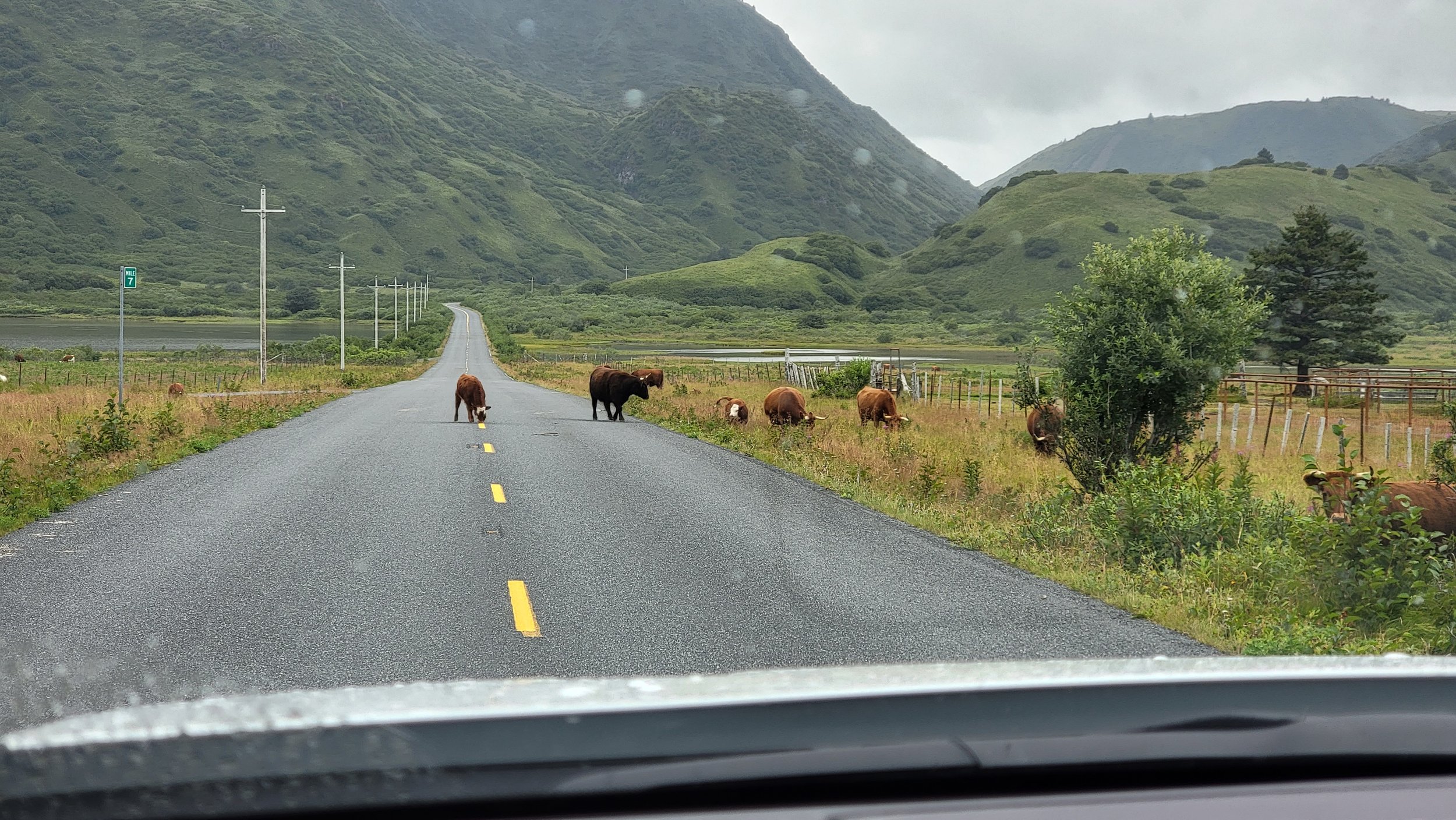 Cows can't leave the island