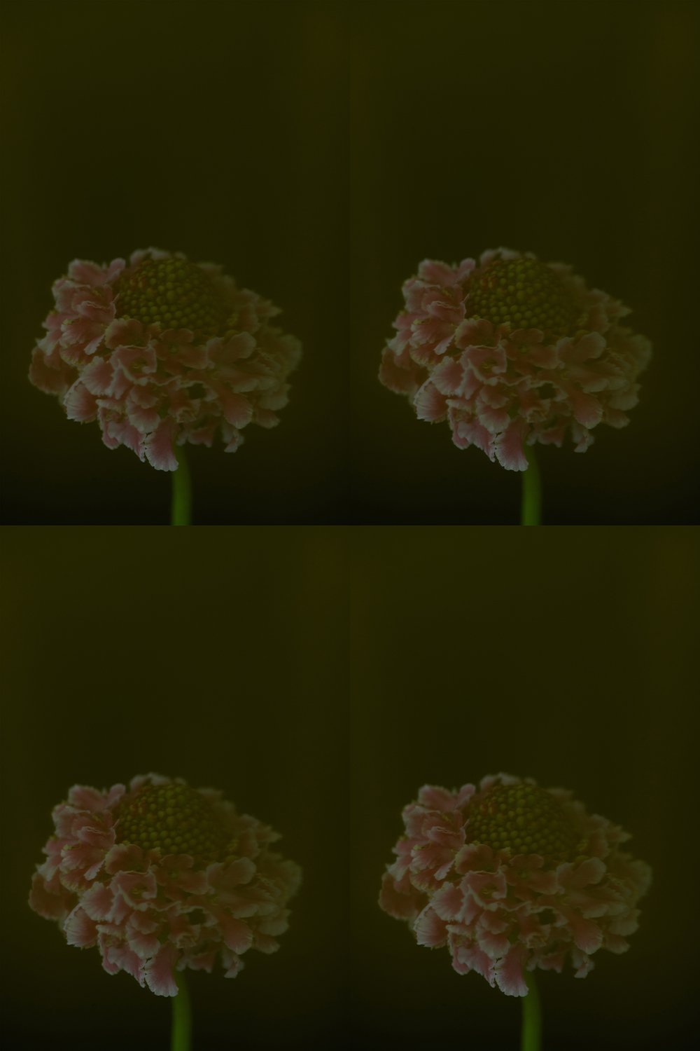 still the sameweb.jpg