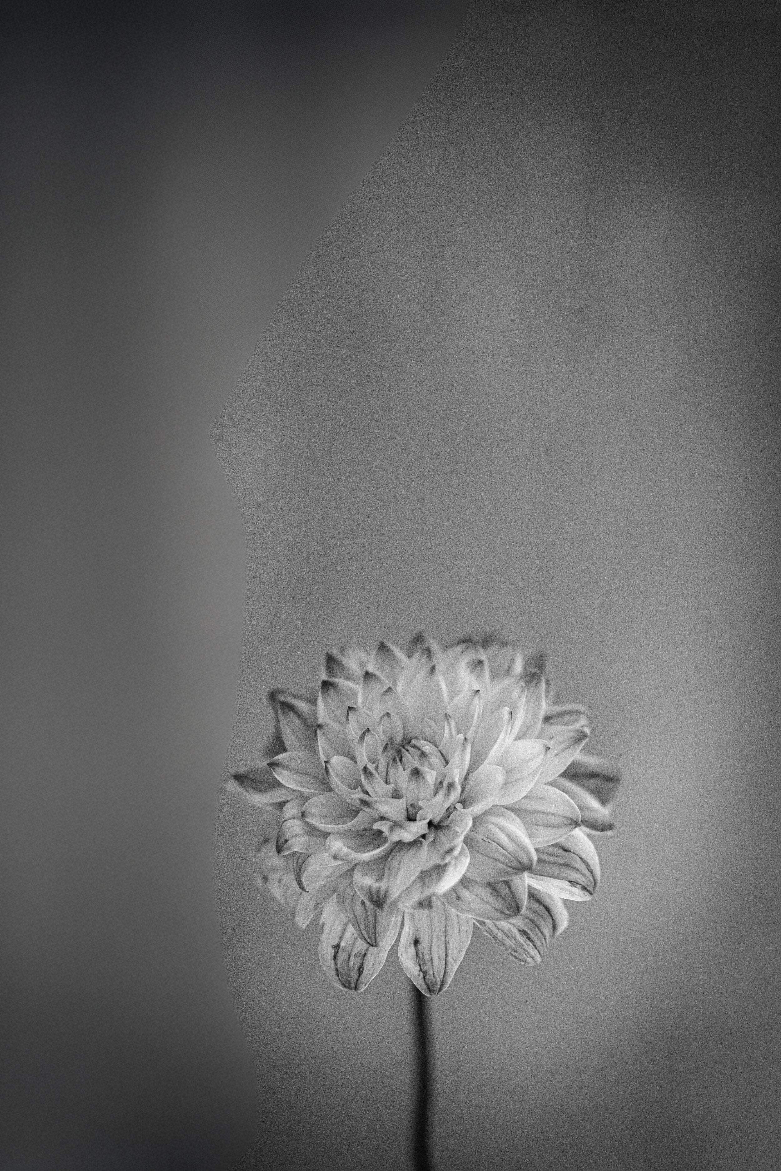 Simple grey.jpg
