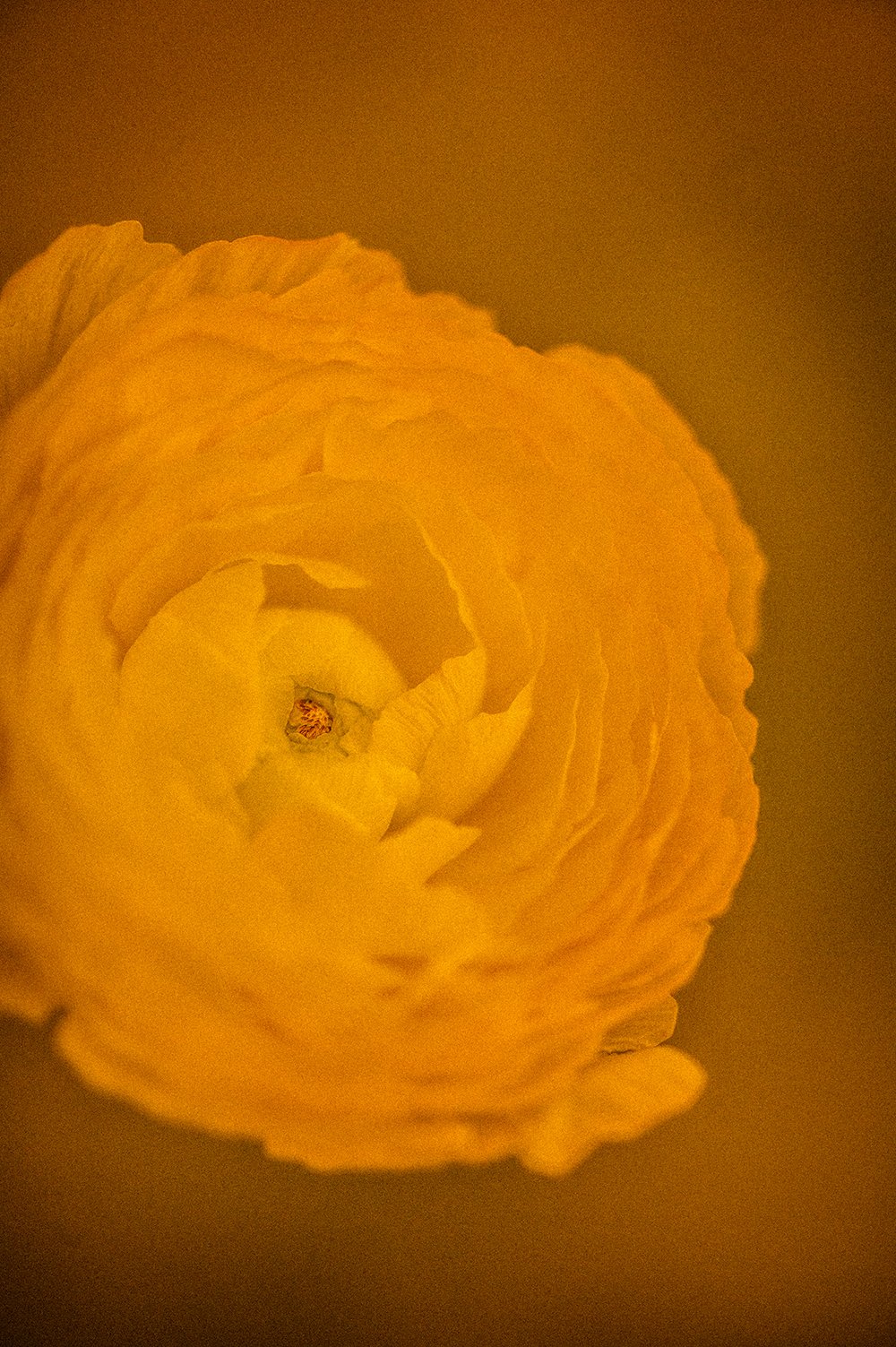 orange you glad web size.jpg