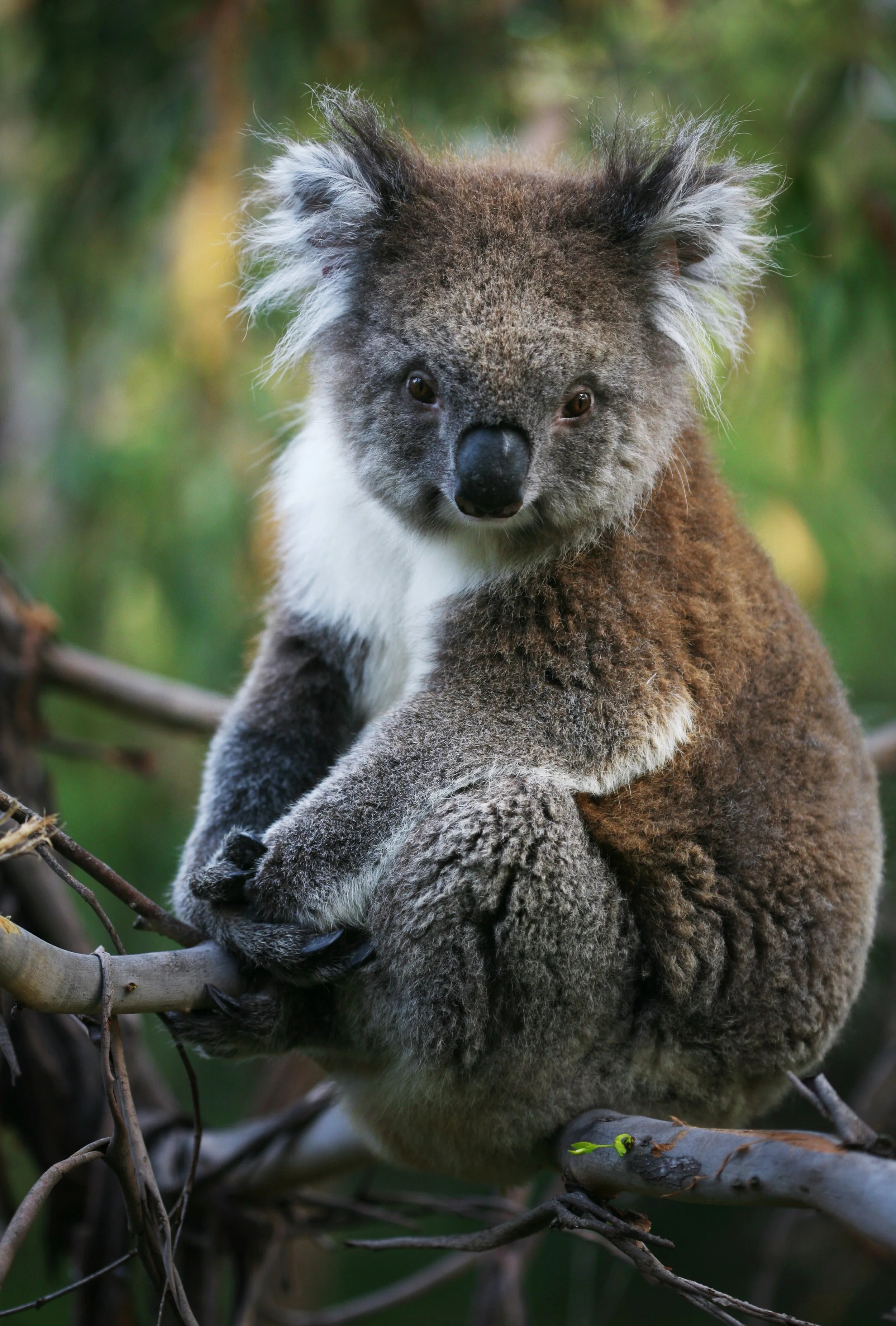 A koala bear in a tree