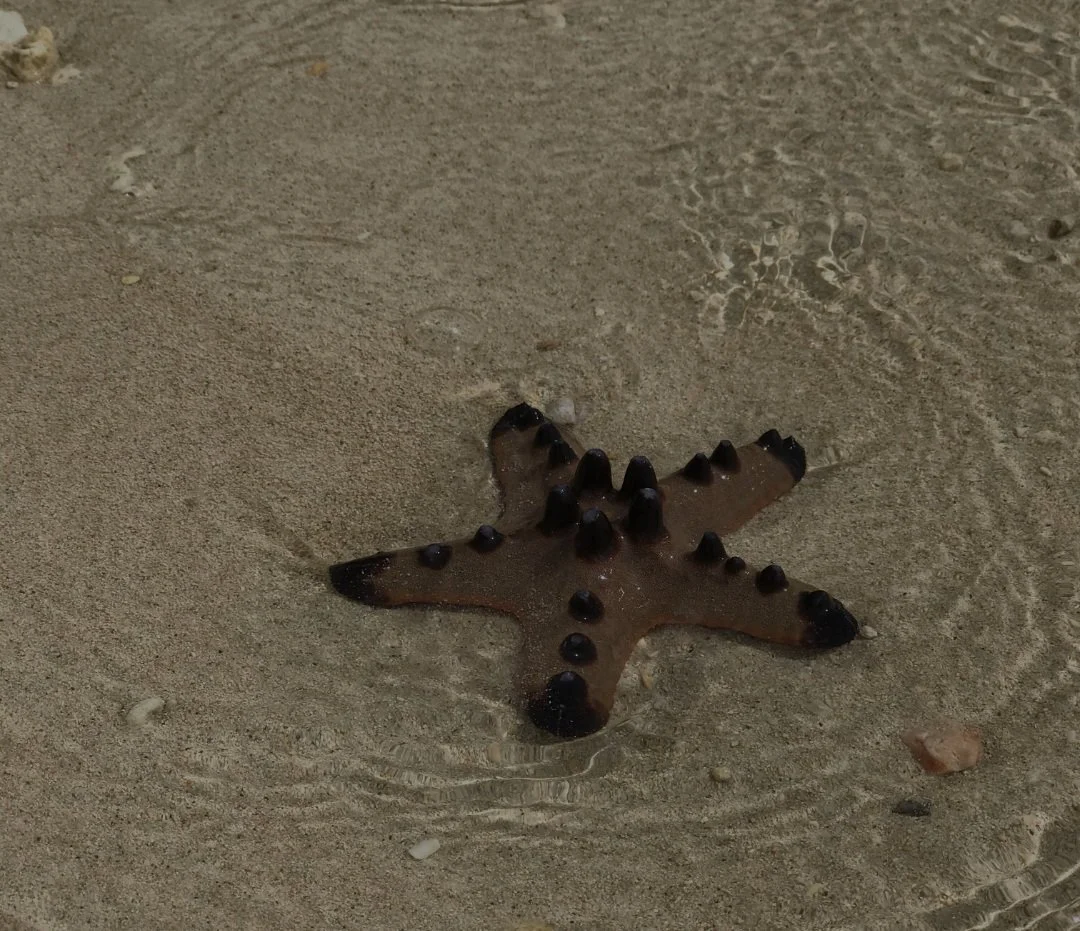 Tren de Imágenes para Sitio Web Consúltanos - CiHub (20).jpg