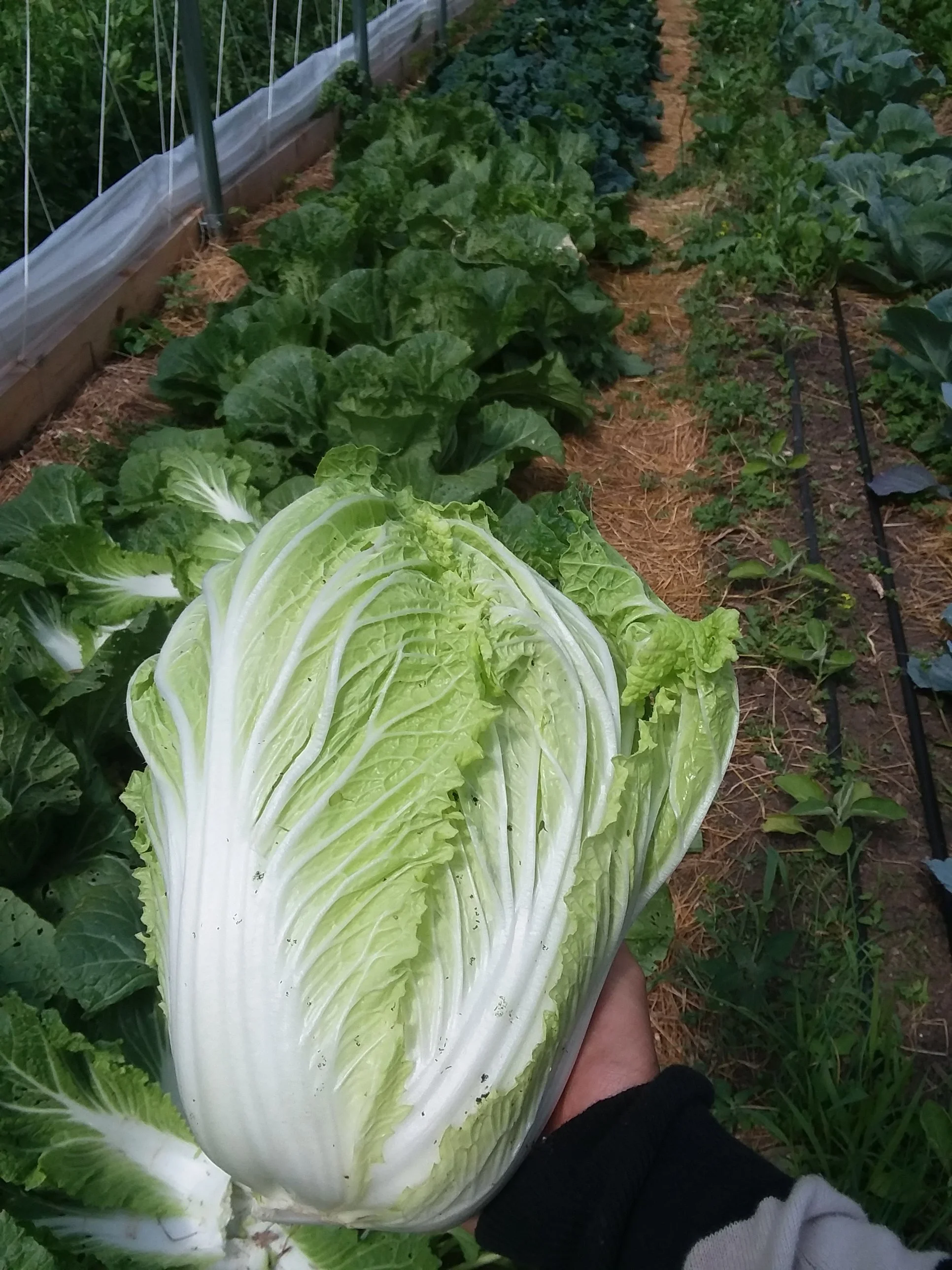 Napa Cabbage