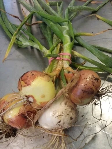 Onion