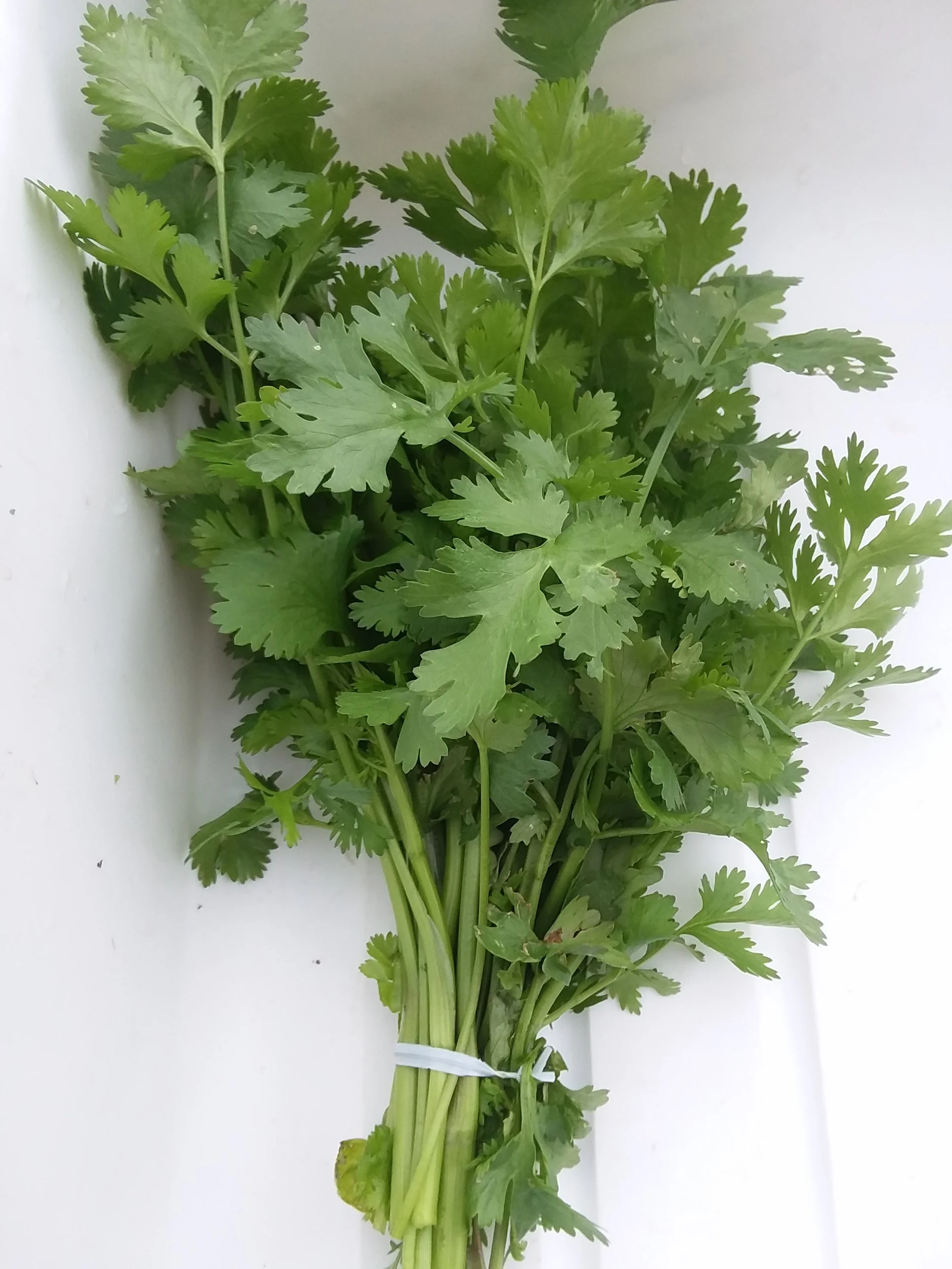 Cilantro