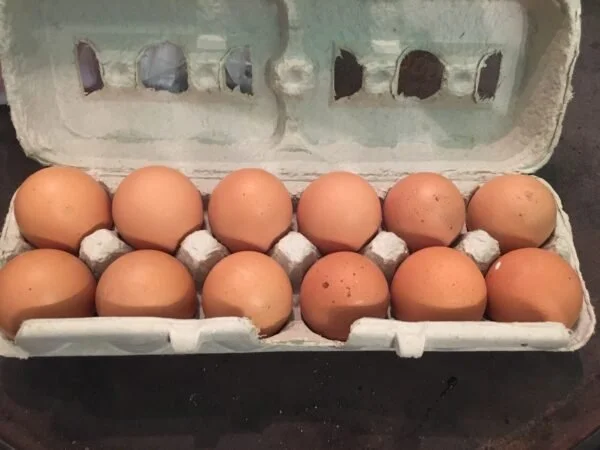 eggs.jpeg