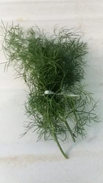 dill.jpeg