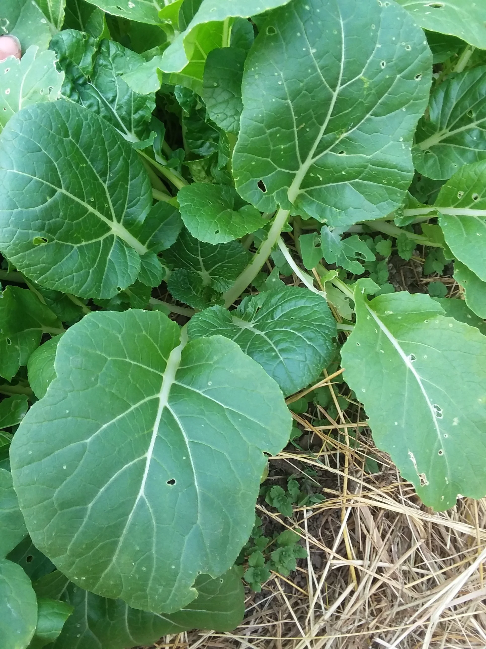 Baby Bok Choi