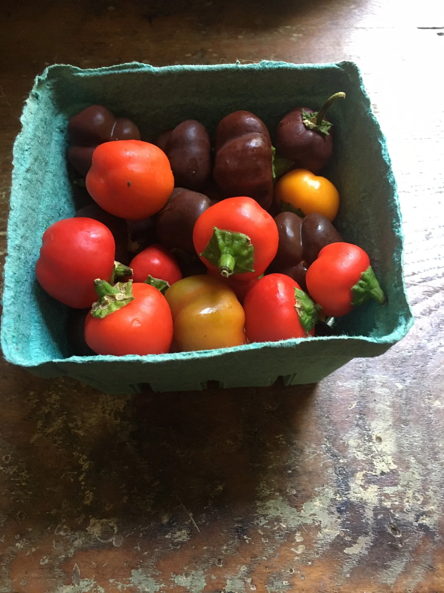 Mini Bell Pepper