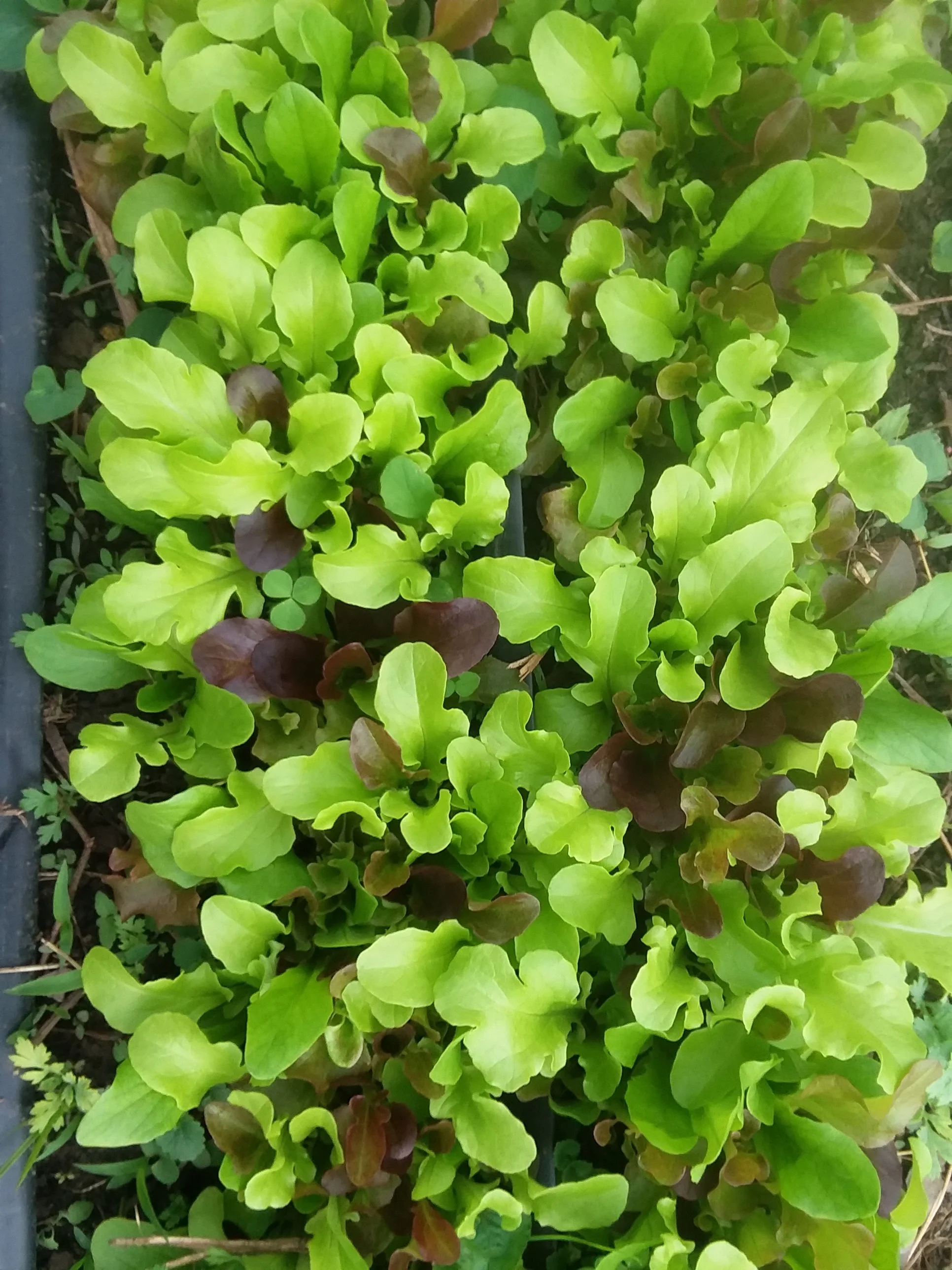 Spring Lettuce