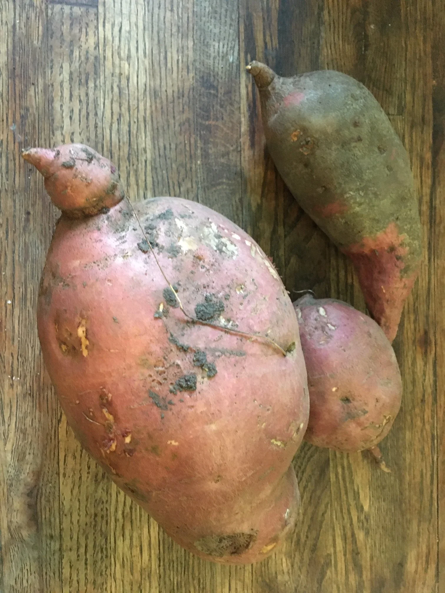 Sweet Potato