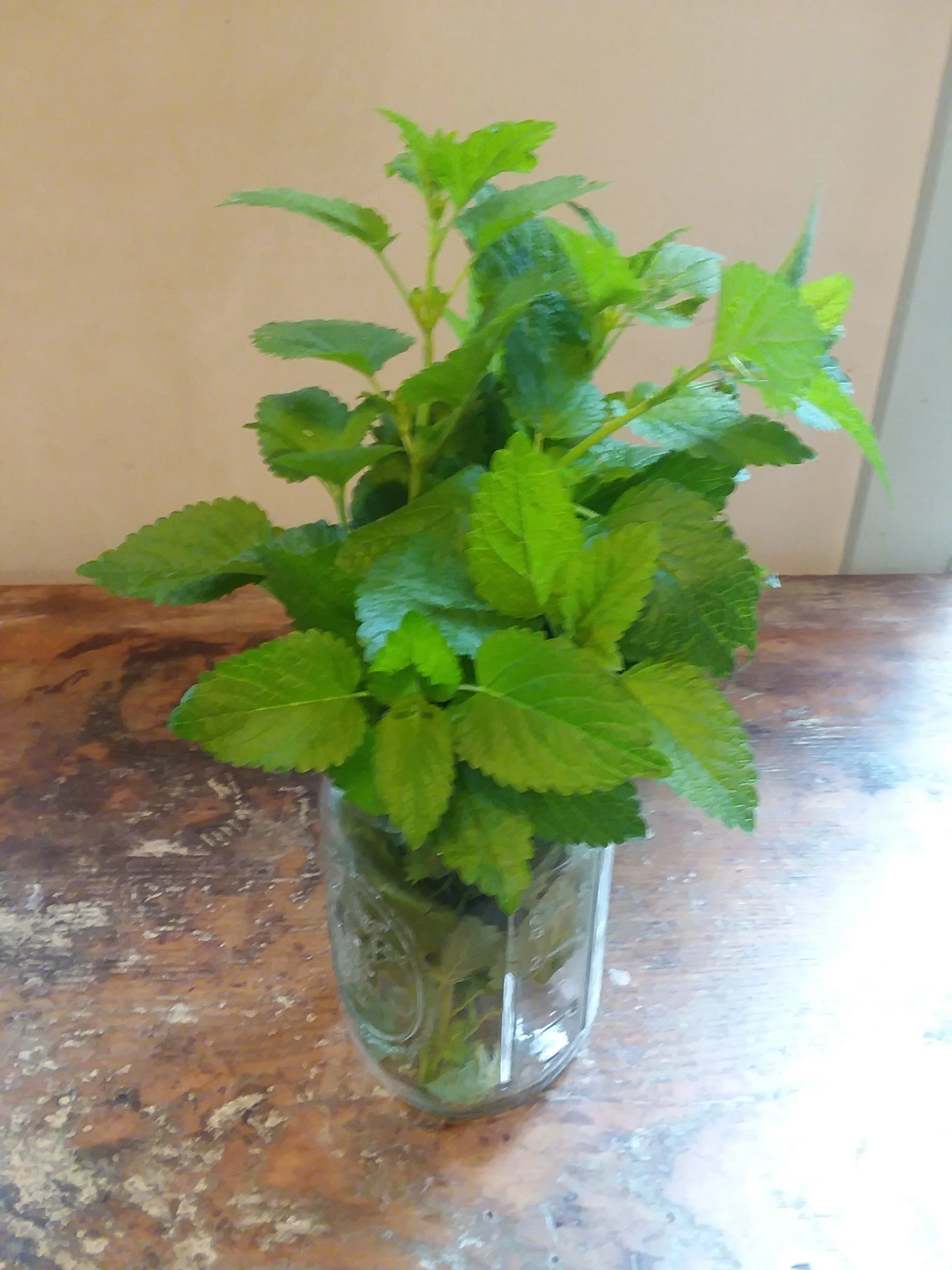 Lemon Balm