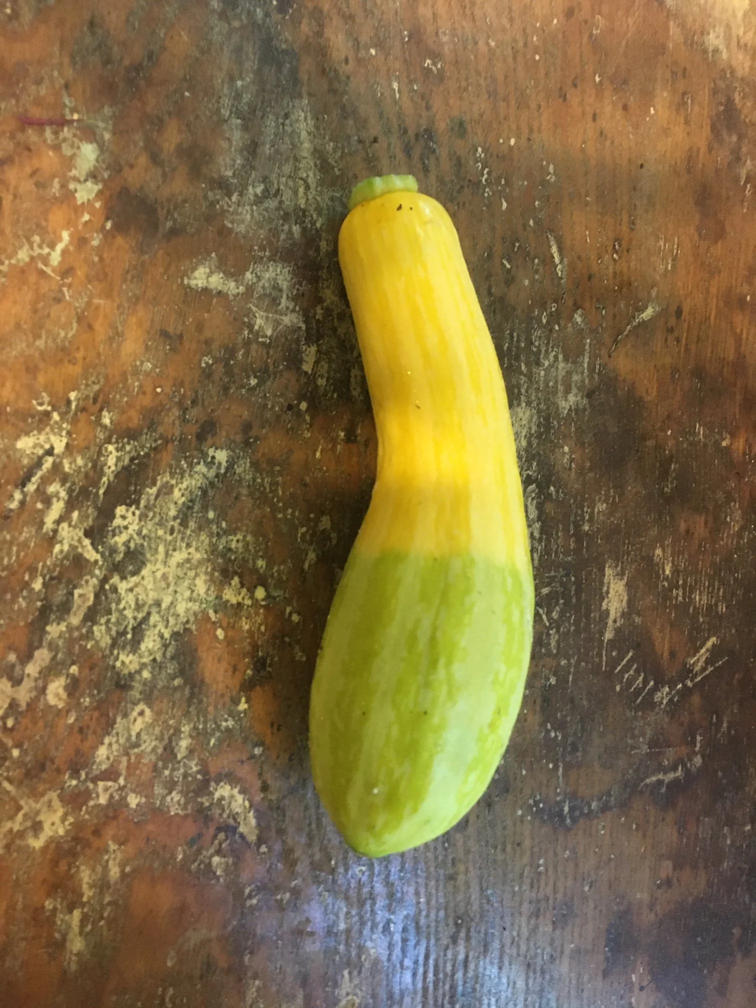 Summer Squash
