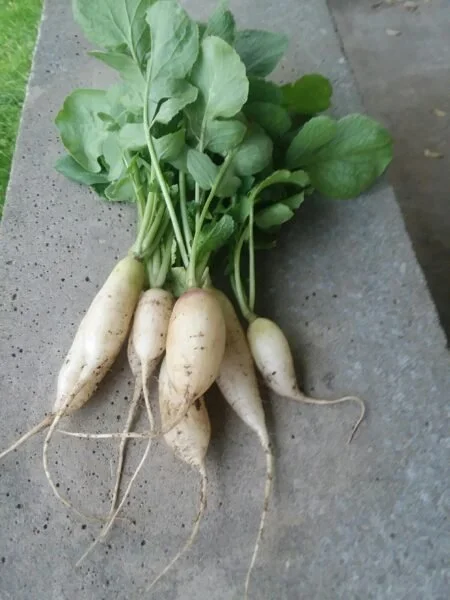 White Icicle Radish