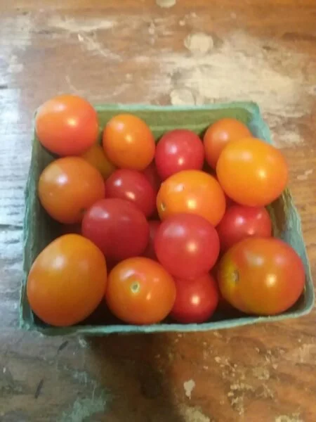 Cherry Tomatoes