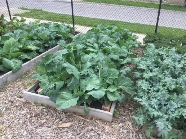 Kale