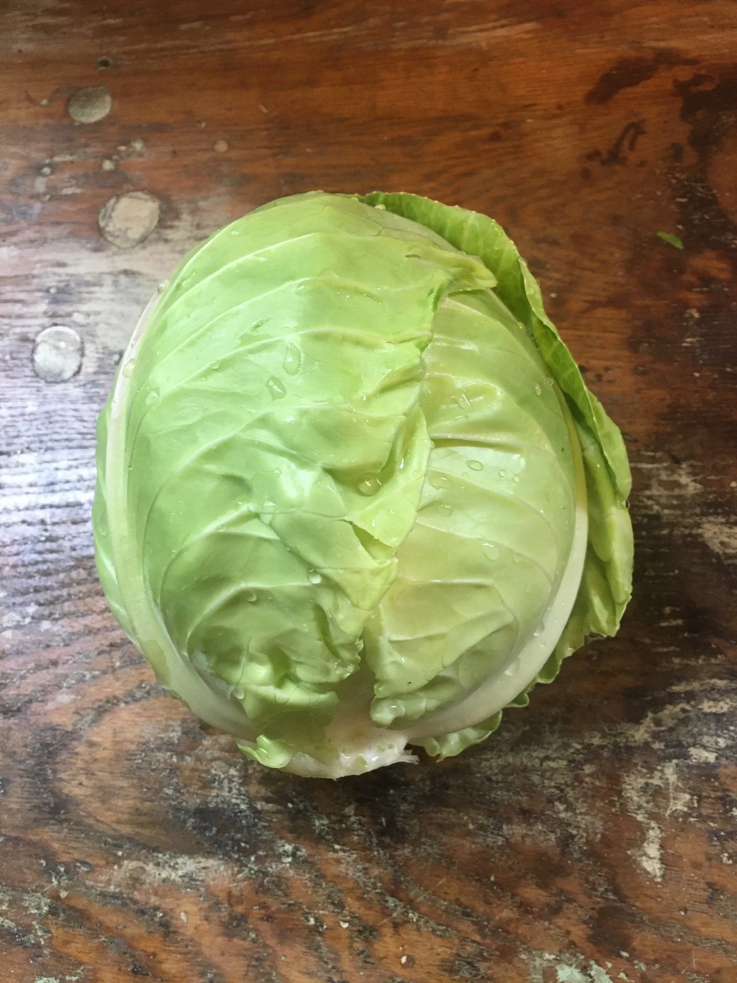 Green Cabbage