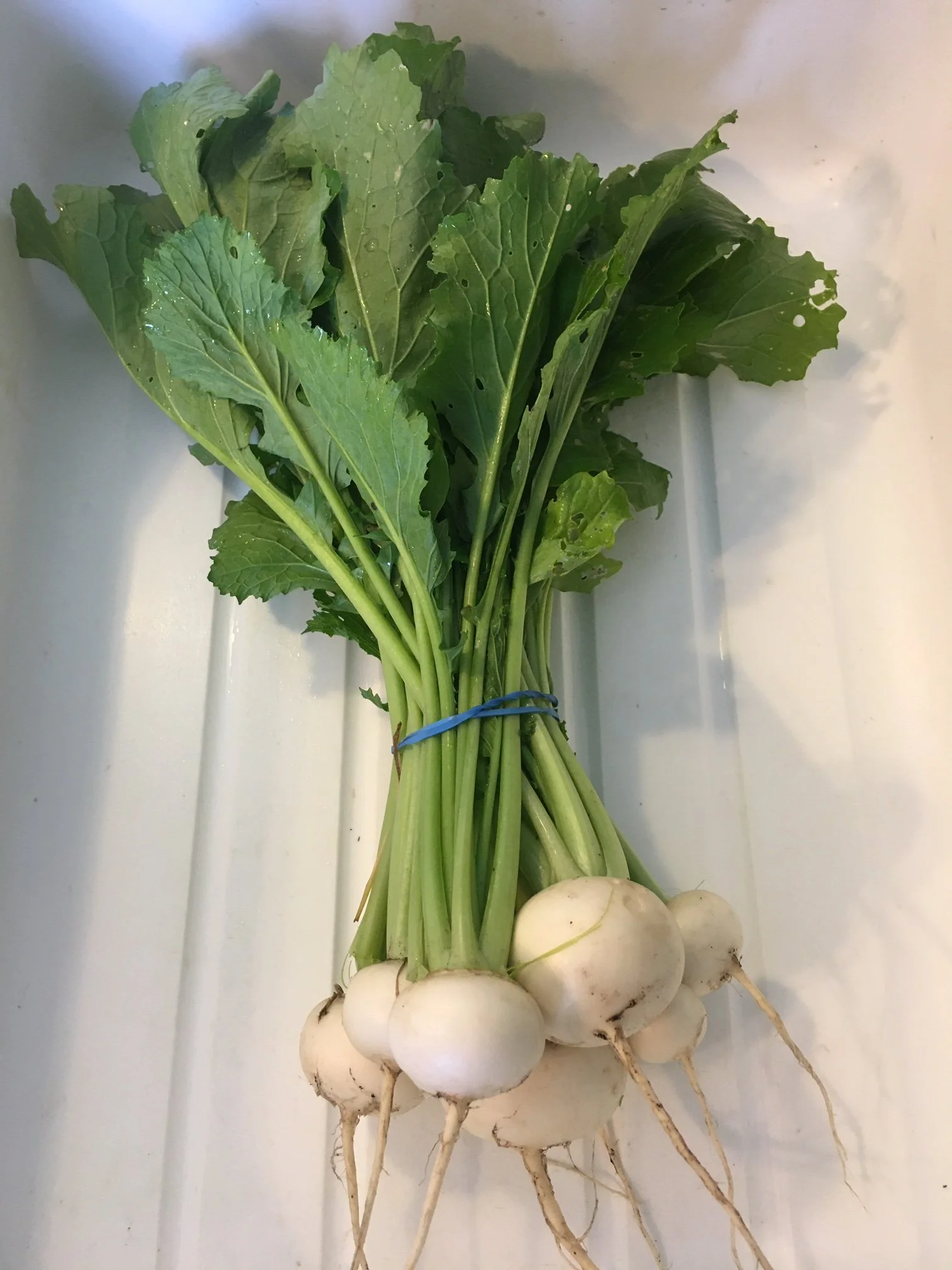 Salad Turnips