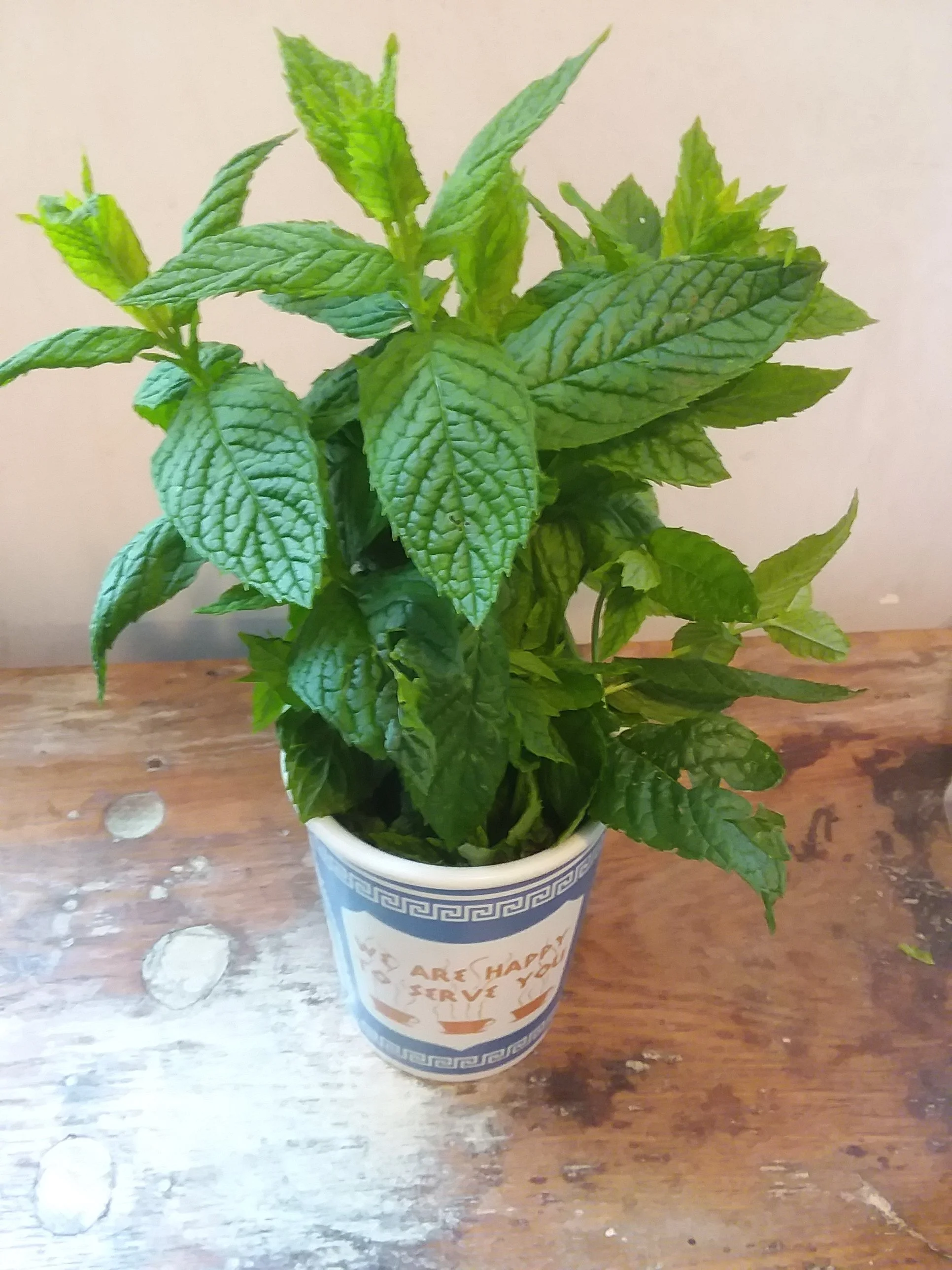 Mint