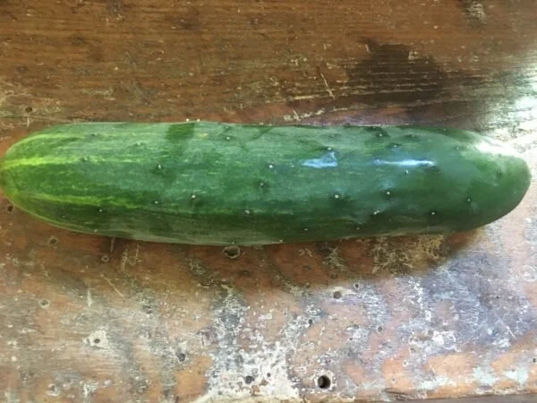 Cucumber