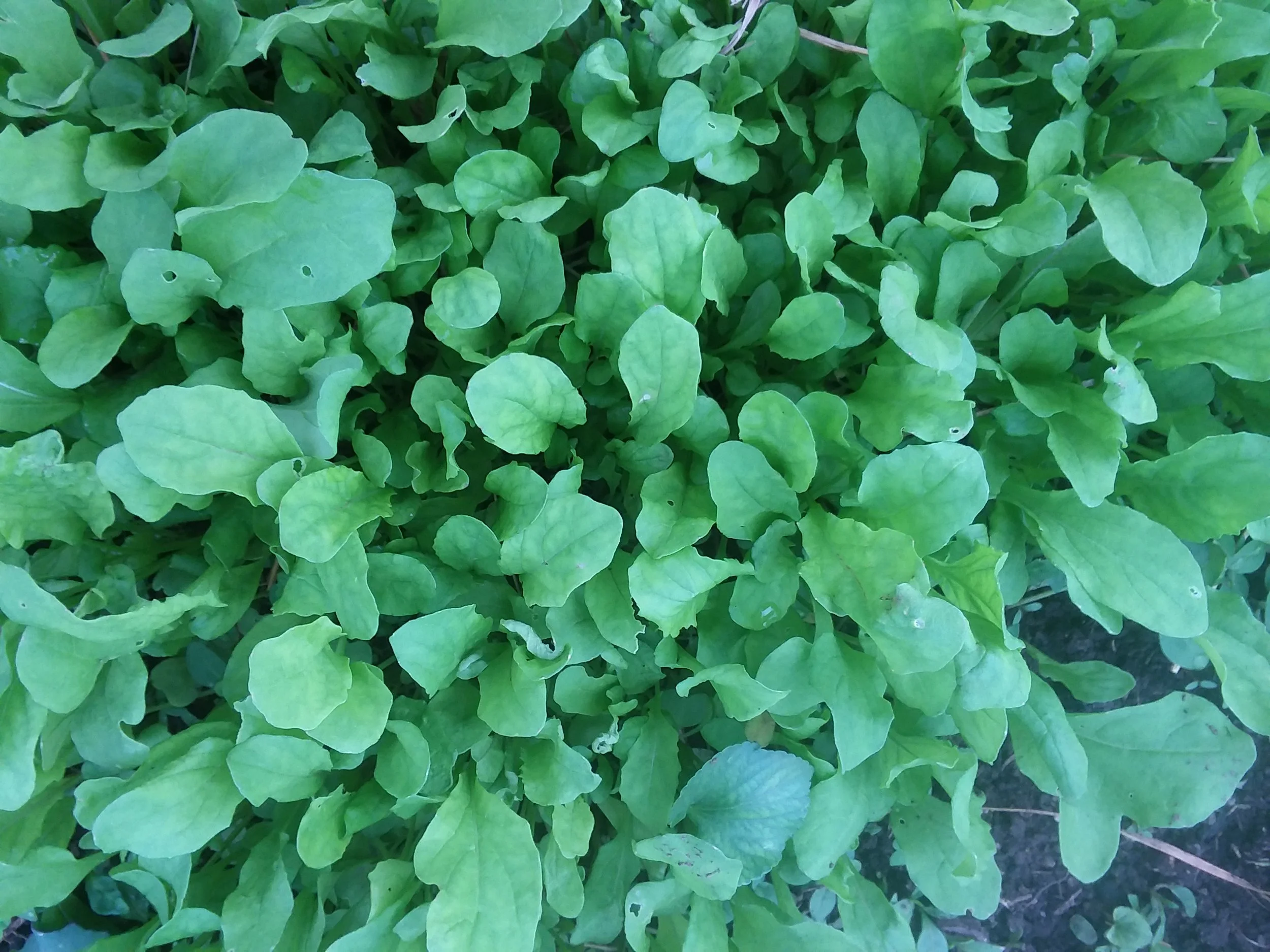 Arugula