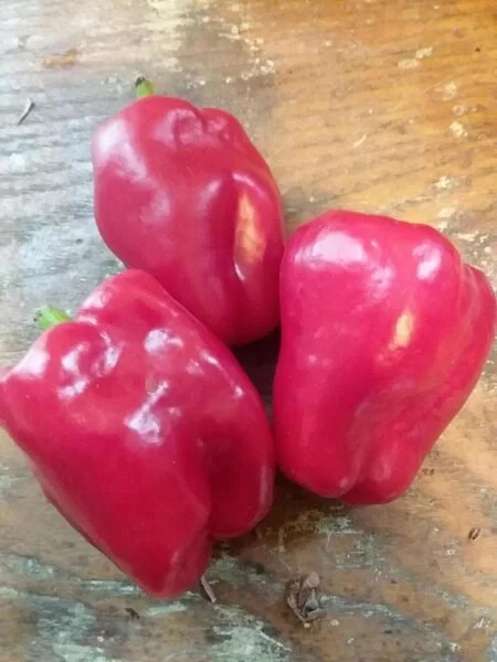 Bell Peppers