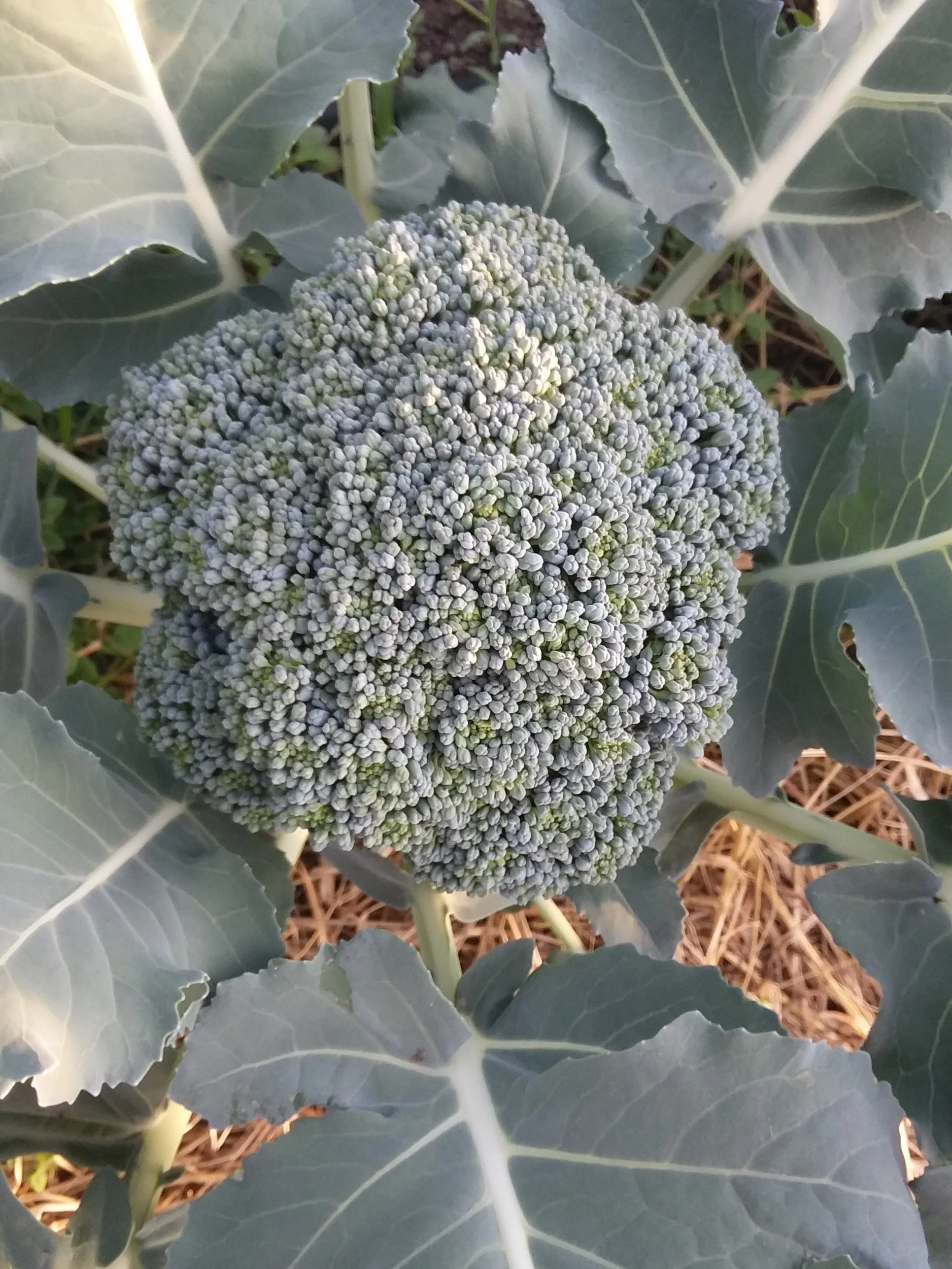 broccoli.jpg