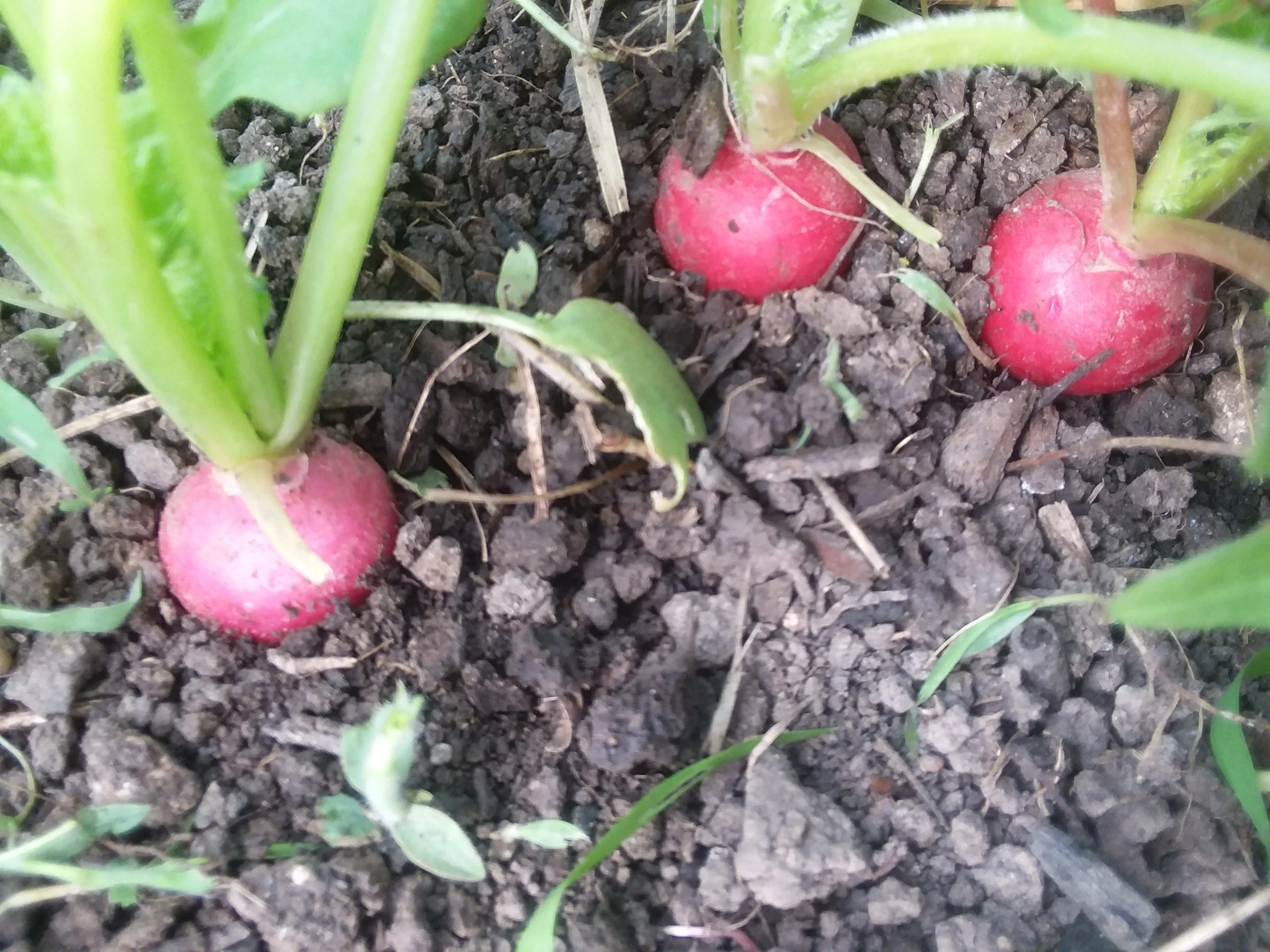 Red Radishes
