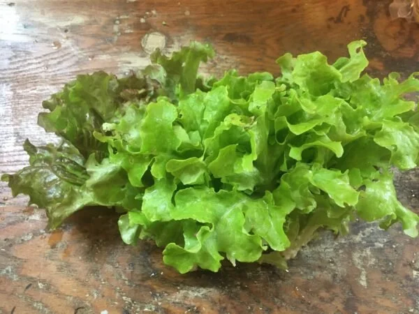 Head Lettuce