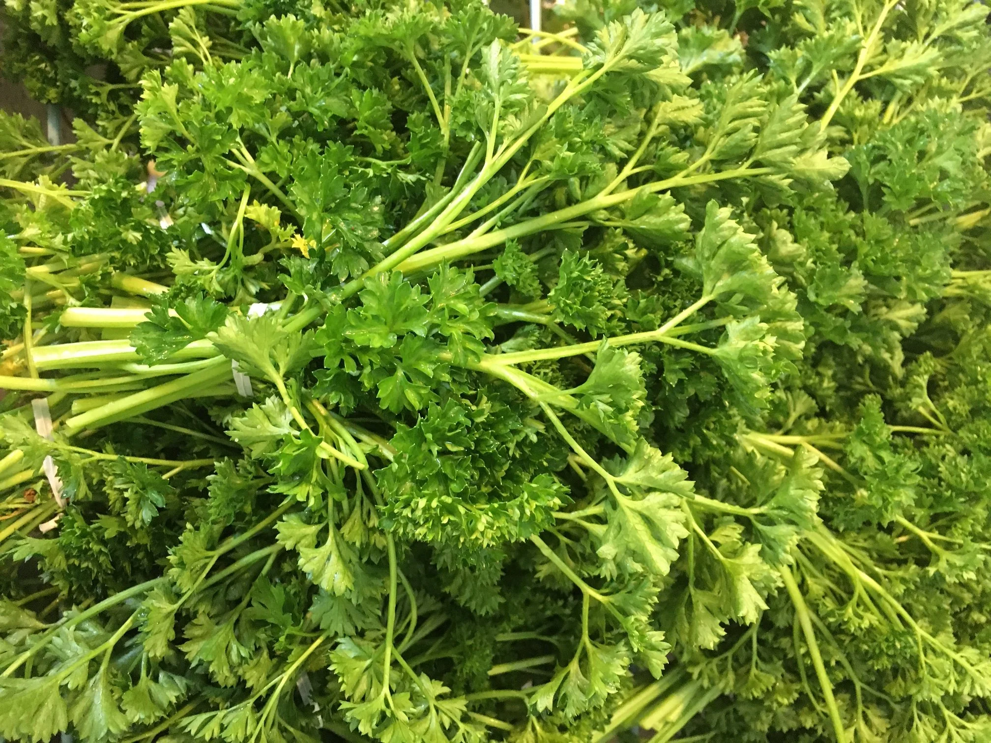 Parsley