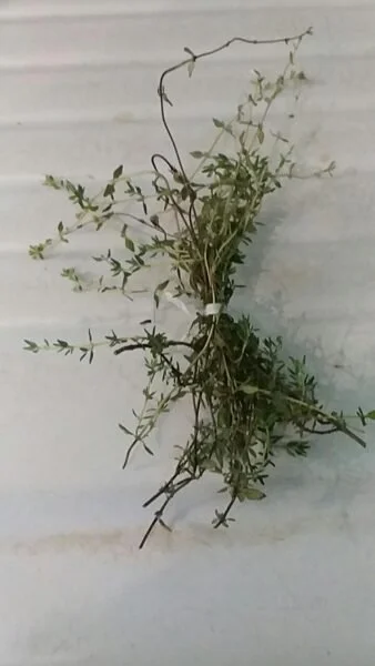 Thyme