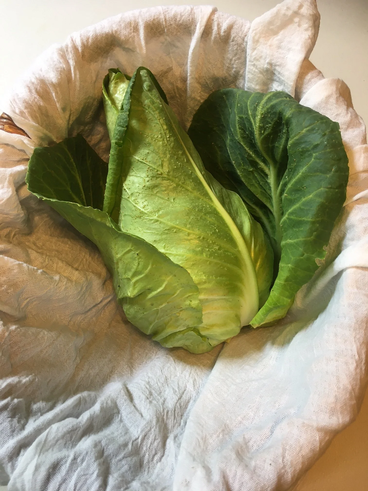 Wizard Hat Cabbage