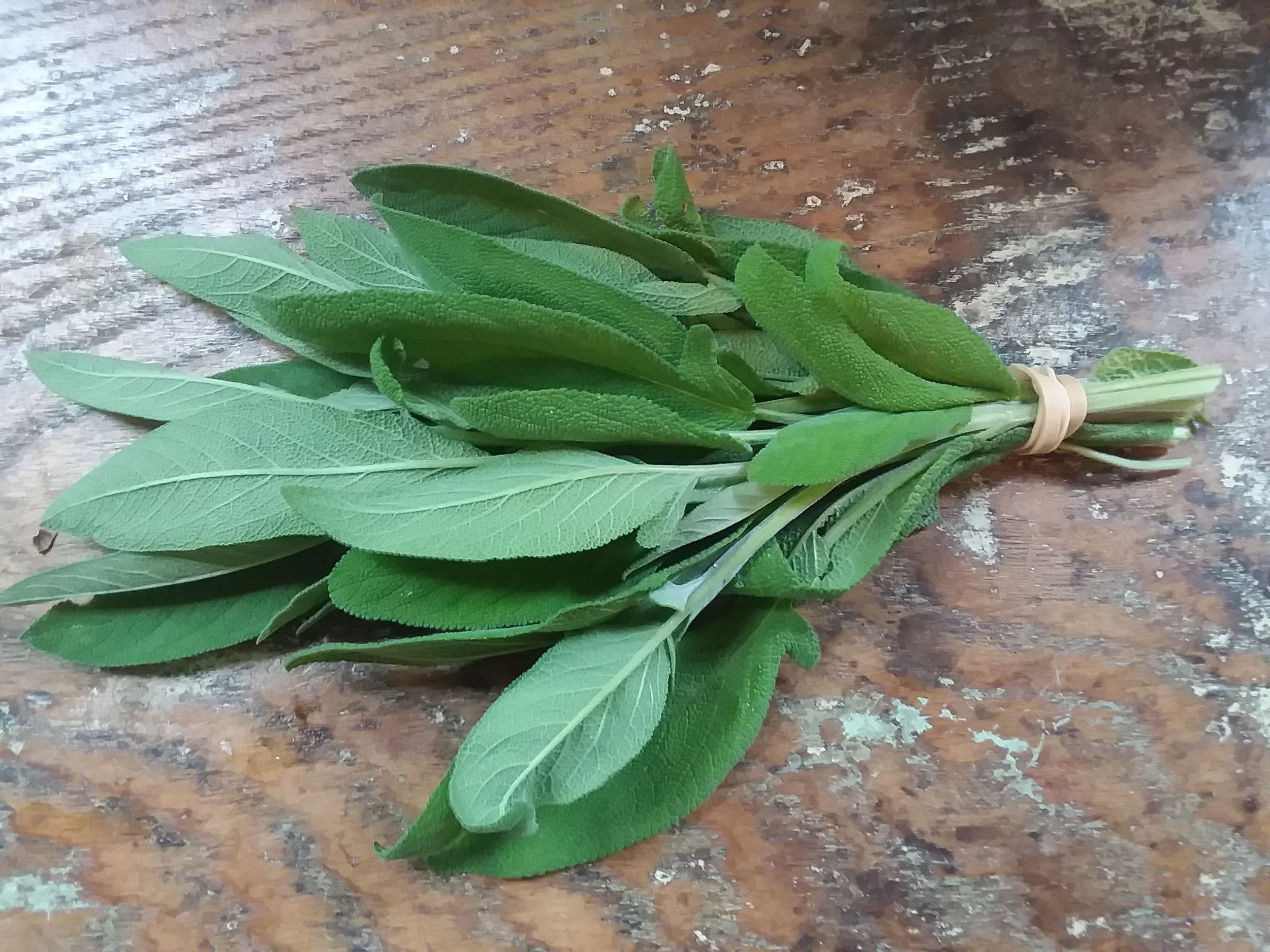 Sage